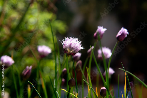 Blooming chives growing on the pot