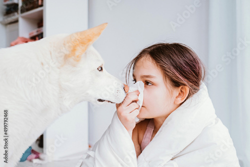 A cold girl blows her nose in a white rag near white dog on white background. allergy to animals, rhinitis snot runny nose stuffy nose. Preteen girl with handkerchief. medical concept