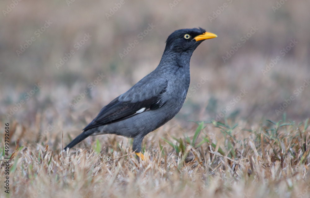 The Javan myna (Acridotheres javanicus) is a species of myna. It is a member of the starling family. mainly black The Javan myna (Acridotheres javanicus) is a species of myna. It is a member of the starling family. mainly black