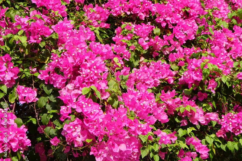 beautiful blooming pink bougainvillea background
