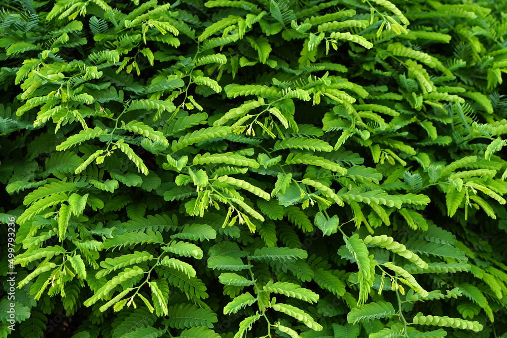 green leaf wall background green tamarind leaf background green leaf wall background green tamarind leaf background
