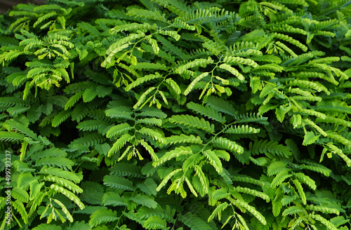 green leaf wall background green tamarind leaf background