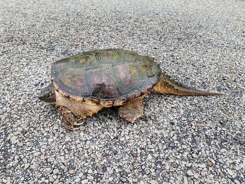 Snapping turtle, Chelydra serpentina photo