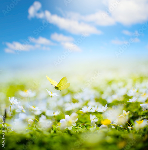 Fototapet Beautiful white flowers and butterfly in spring in a meadow close-up in sunlight in nature