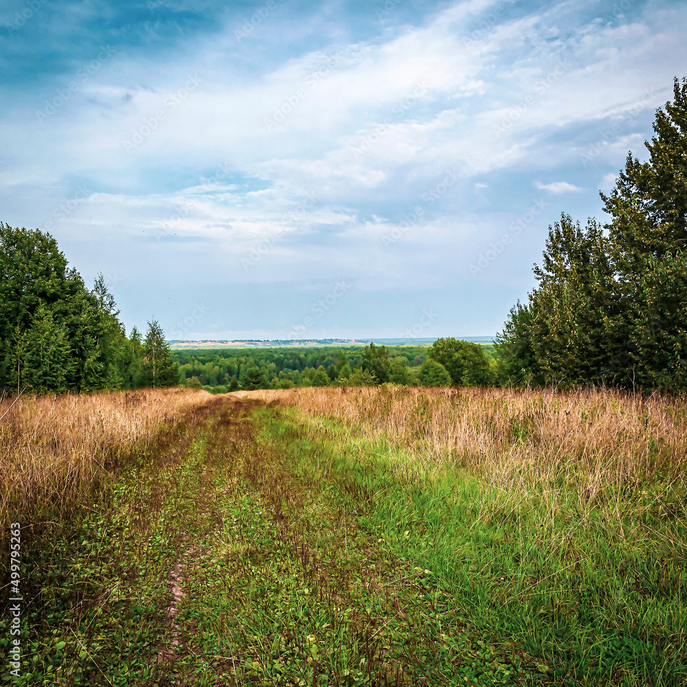 Fototapeta premium forest road, landscape