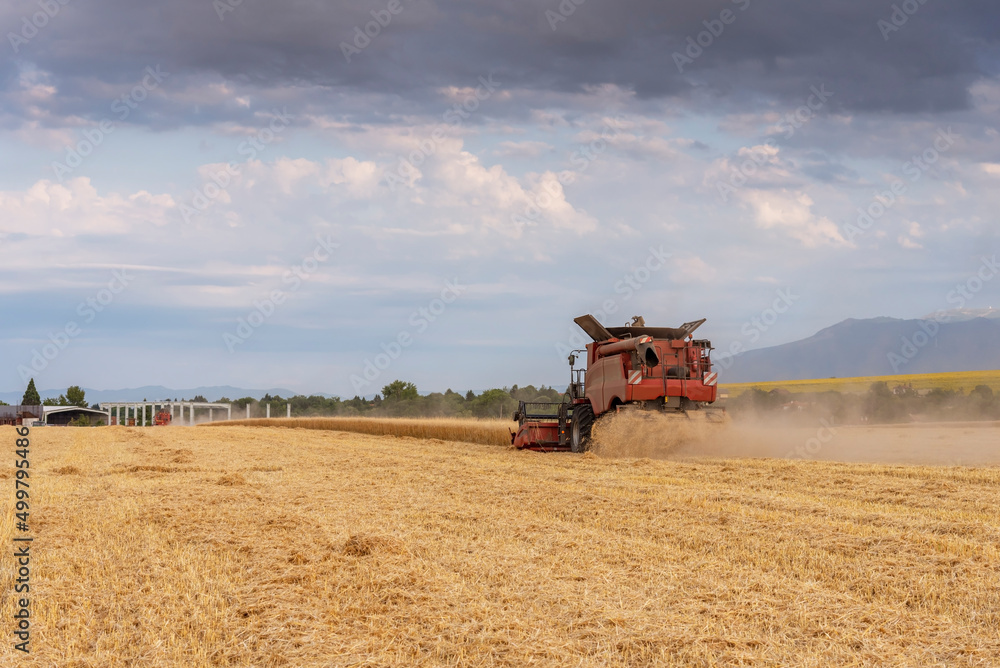 Naklejka premium Harvester machine to harvest wheat field working.