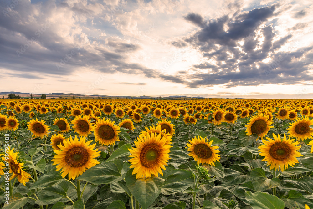 Obraz premium Sunflower field at sunset.