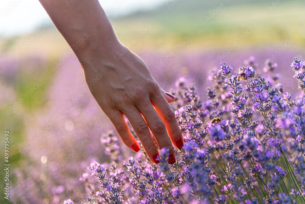 Naklejka premium Touching the lavender.