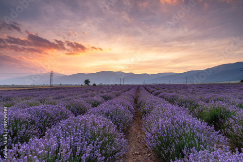 Lavender flower field at sunset.