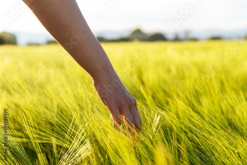 Hand touching crops in field.