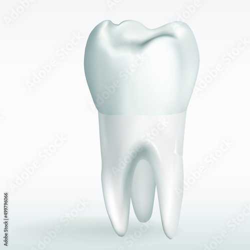 Realistic tooth. Illustration for dentistry