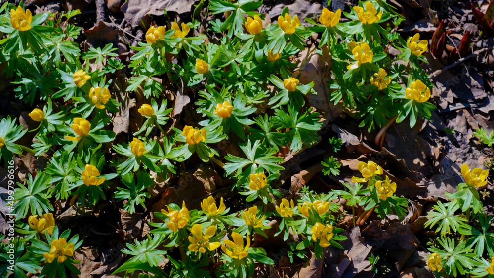 The first yellow spring flowers in the sun. Small yellow flowers break through last year's foliage in the forest. Early spring in the park. The first yellow spring flowers in the sun. Small yellow flowers break through last year's foliage in the forest. Early spring in the park.