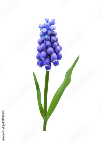 Slika na platnu Muscari spring flower (grape hyacinth) isolated on white background