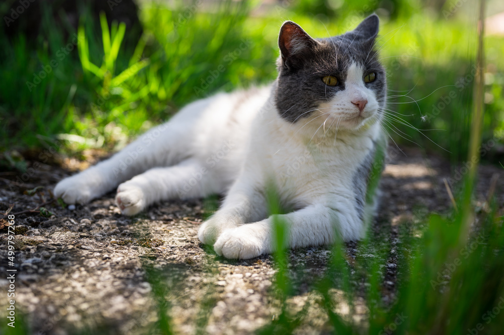 Beautiful domestic cat lying down in fresh deep grass, sunny springtime day Beautiful domestic cat lying down in fresh deep grass, sunny springtime day