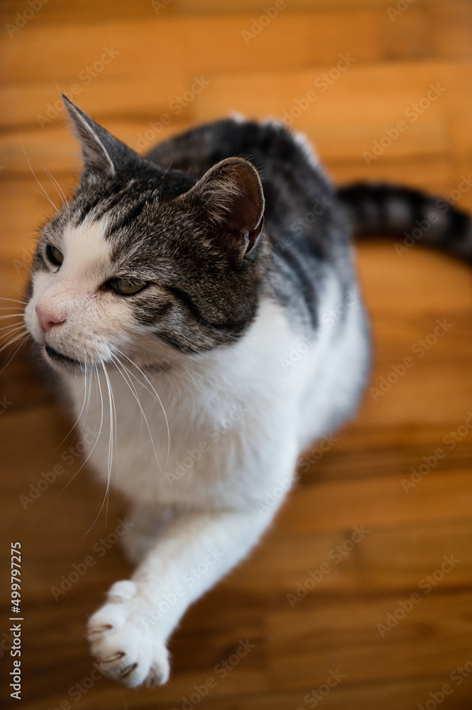 Beautiful domestic cat sitting on orange floor and reaching for something with its paw, high angle view, selective focus