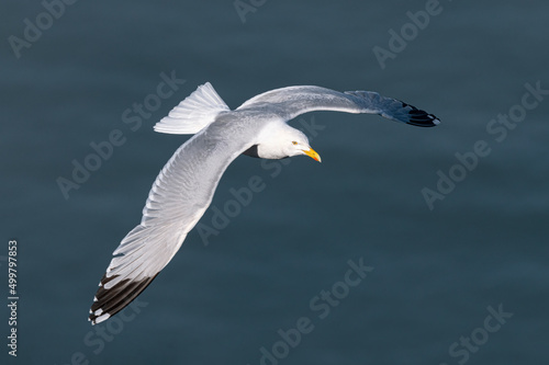 Adult Herring Gull in flight