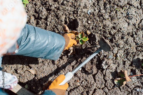 Wallpaper Mural Gardening concept. Close-up gardener takes care of strawberries, prepares soil in garden bed outdoors Torontodigital.ca