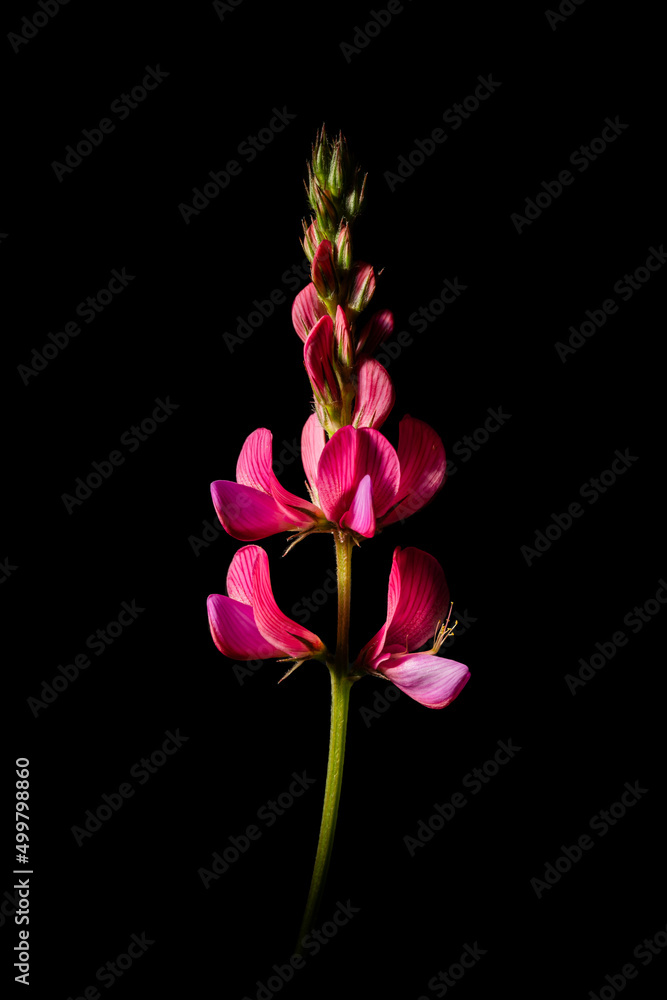 A flower that knows how to inspire - sainfoin flower close-up A flower that knows how to inspire - sainfoin flower close-up