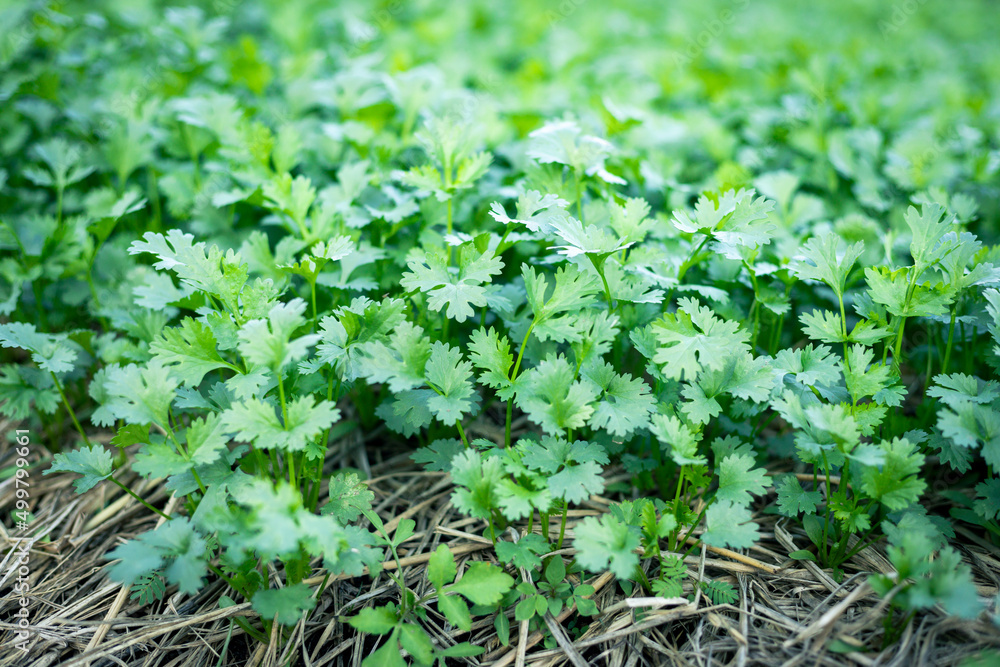 selective focus green coriander matures in farmers' fields in Thailand