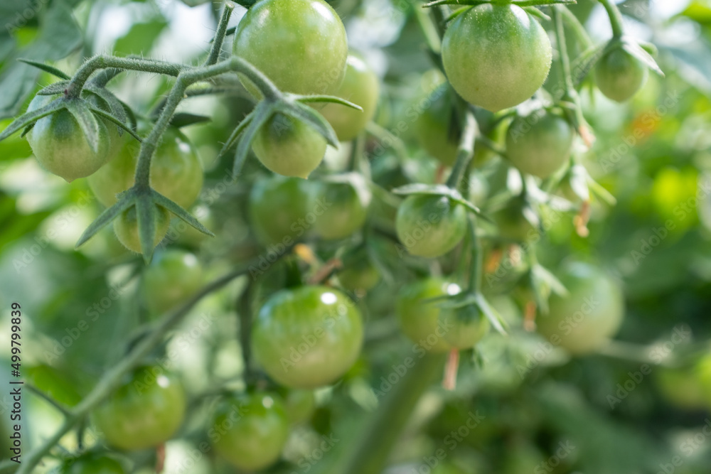 Blooming tomato with green young tomatoes and yellow flowers, close-up. Vertical composition with blooming tomato plant for publication, poster, screensaver, wallpaper, postcard, banner, cover, post