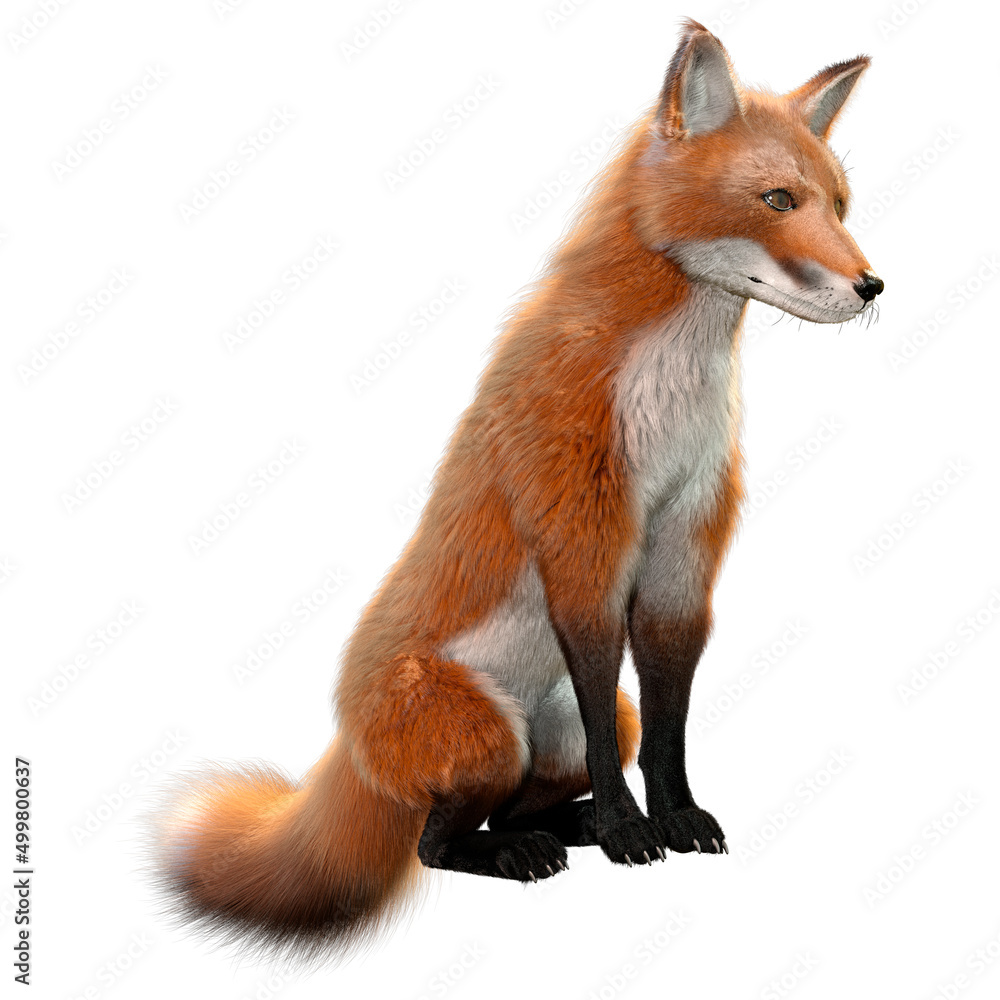 Fototapeta premium 3D Rendering Red Fox on White