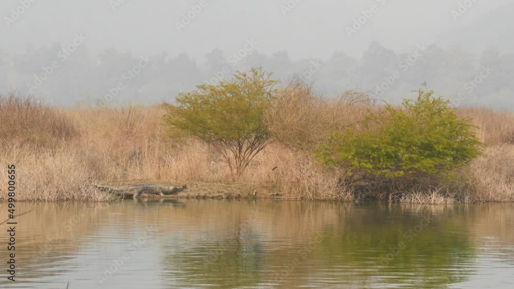 wide shot of Gharial or Gavialis gangeticus in natural scenic background basking in winter season near ramganga river at dhikala zone of jim corbett national park or forest reserve uttarakhand india wide shot of Gharial or Gavialis gangeticus in natural scenic background basking in winter season near ramganga river at dhikala zone of jim corbett national park or forest reserve uttarakhand india