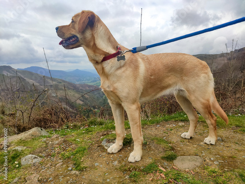 Dog. Photograph of a brown dog with a spectacular mountainous landscape background on a cloudy day. On the border between France and Spain. Photography.