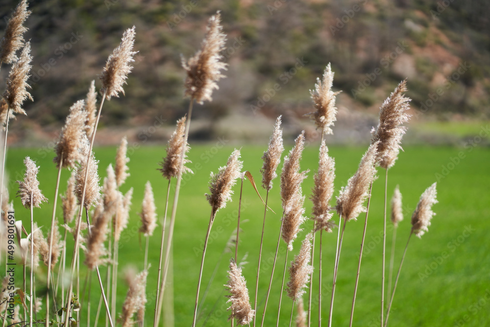 Abstract natural background of soft plants (Cortaderia selloana)