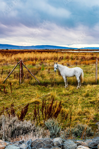 A lonely horse in Patagonia Argentina