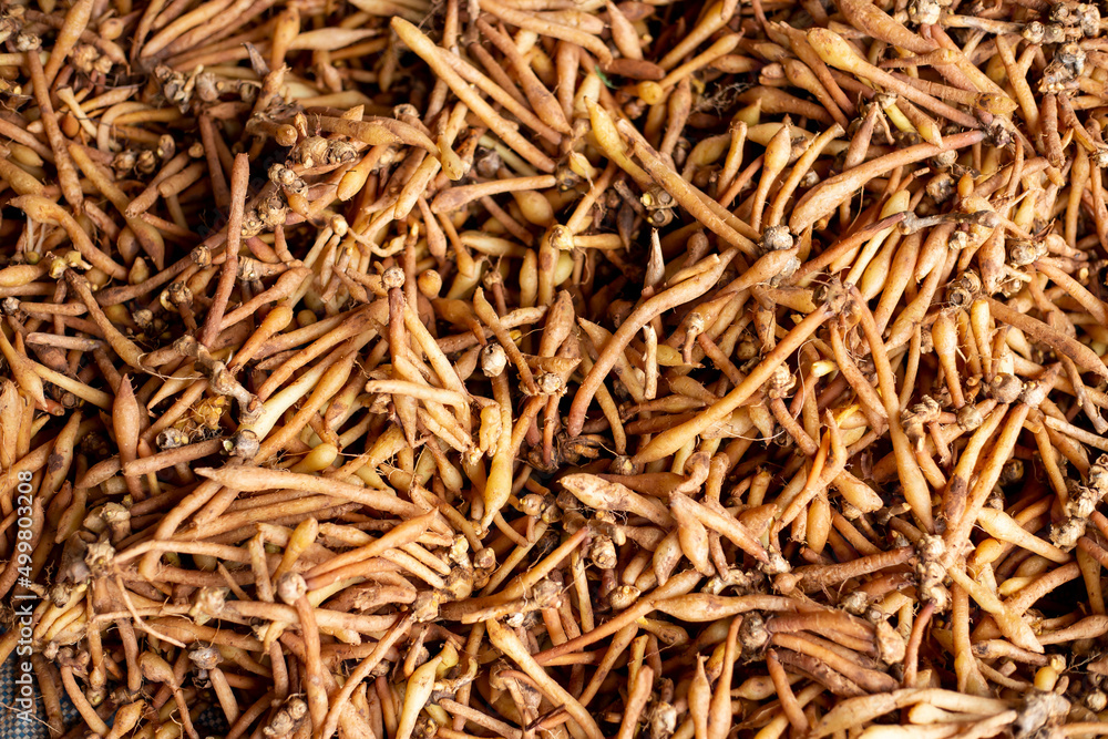 Many Kaempferia on the ground. Kaempferia that grows naturally that villagers in the forest sell. Herbs that have many medicinal properties in Thailand Many Kaempferia on the ground. Kaempferia that grows naturally that villagers in the forest sell. Herbs that have many medicinal properties in Thailand