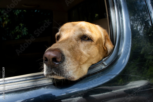 The poor dog was stuck in the backseat of a black car. looking out of the car window poor brown labrador