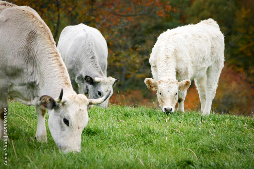 Cows grazing. A tranquil rural scene as dairy cows feed on fresh grass growing in a paddock. Cows grazing. A tranquil rural scene as dairy cows feed on fresh grass growing in a paddock.