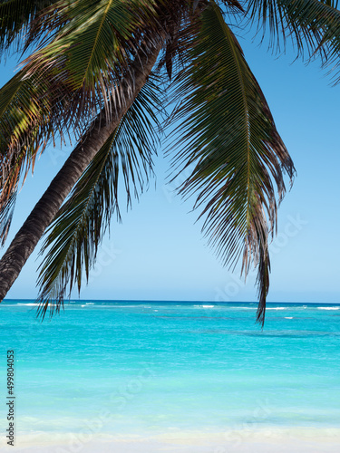 Atlantic ocean sandy beach with coconut palm tree and turquoise water. Dominican Republic