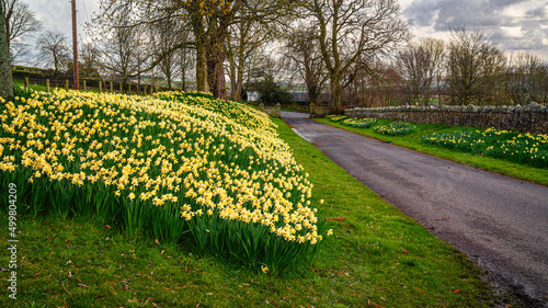 Daffodil lined road at Ford Village, on part of the borderlands section on the Northumberland 250, a scenic road trip though Northumberland with many places of interest along the route