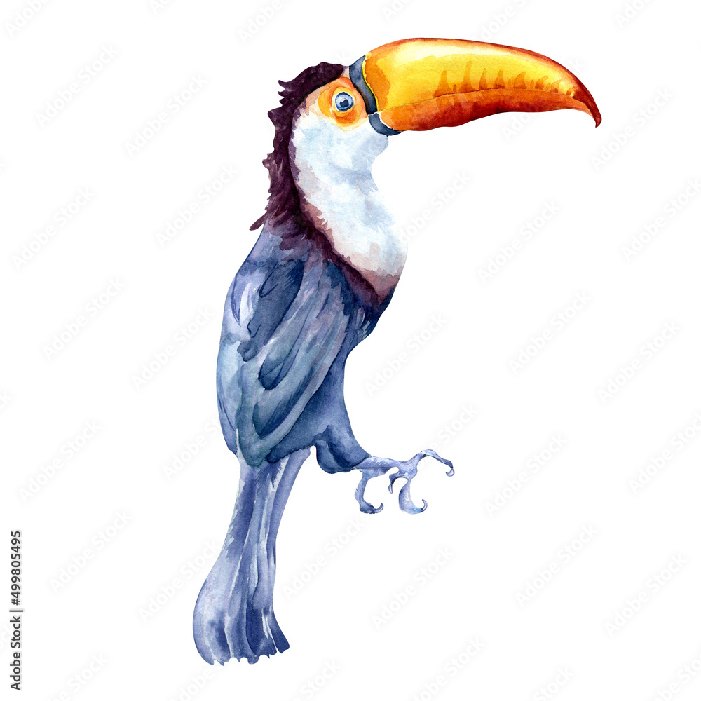 Obraz premium Toucan exotic tropical bird watercolor illustration on white