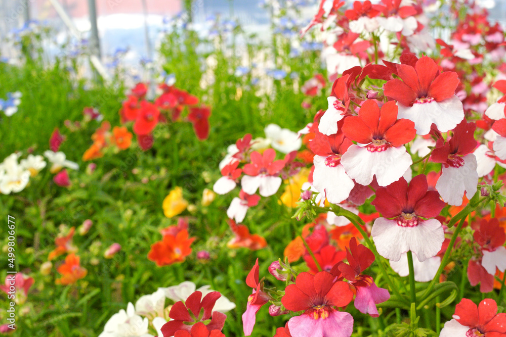 Fototapeta premium ネメシア 開花 赤