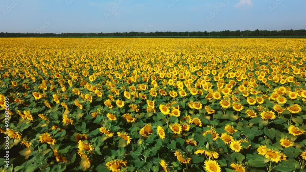 Sunflower flowers close up. Flight over agricultural field of blooming sunflower. Agrarian landscape yellow blooming sunflower and green leaves on sunny summer day. Farm background. Aerial drone view Sunflower flowers close up. Flight over agricultural field of blooming sunflower. Agrarian landscape yellow blooming sunflower and green leaves on sunny summer day. Farm background. Aerial drone view