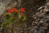 Native Patagonian red flower known in Chile as the Chilean firetree, Chilean firebush, and in Argentina as notro.