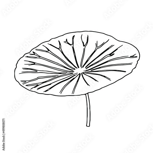 Doodle lotus leaf hand-drawn botanical illustration with line art style on white background.