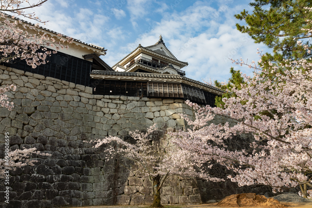 Cherry blossoms at Matsuyama Castle, Ehime, Japan