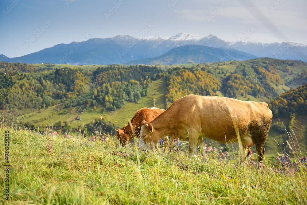 Two cows eating grass in countryside with mountains landscape in background. Farm animals, agriculture industry. Two cows eating grass in countryside with mountains landscape in background. Farm animals, agriculture industry.
