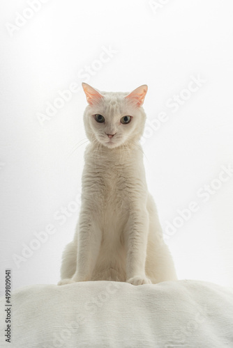 可愛い白猫のポートレート 白背景