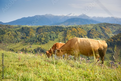 Two cows eating grass in countryside with mountains landscape in background. Farm animals, agriculture industry. © Dragoș Asaftei