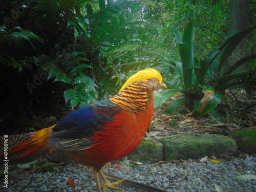 Golden Pheasant, The Scilly Isles © Robin