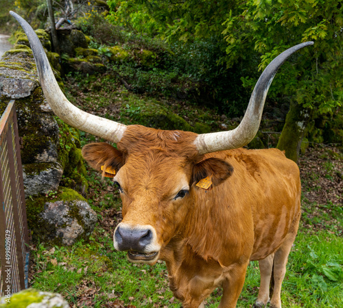 close-up view of a Cachena breed cow with the typical long horns and brown coat photo