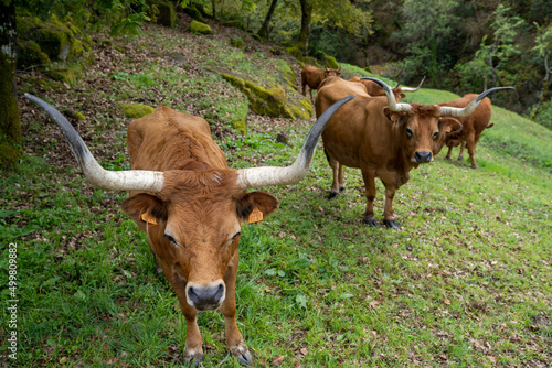 view of Cachena breed cows with the typical long horns and brown coat photo
