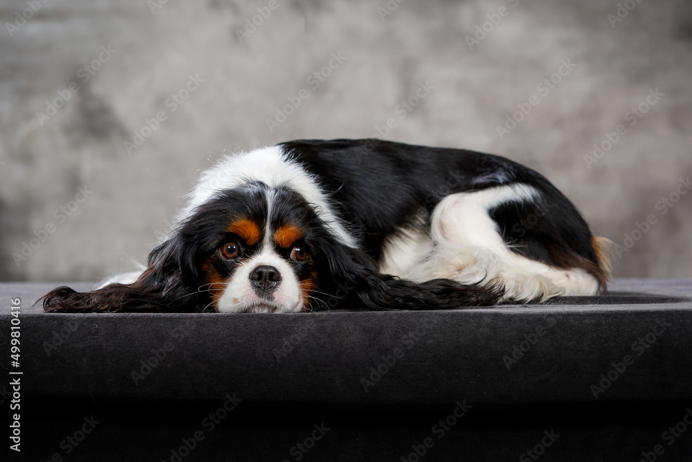 Cavaler king charles spaniel puppy in studio