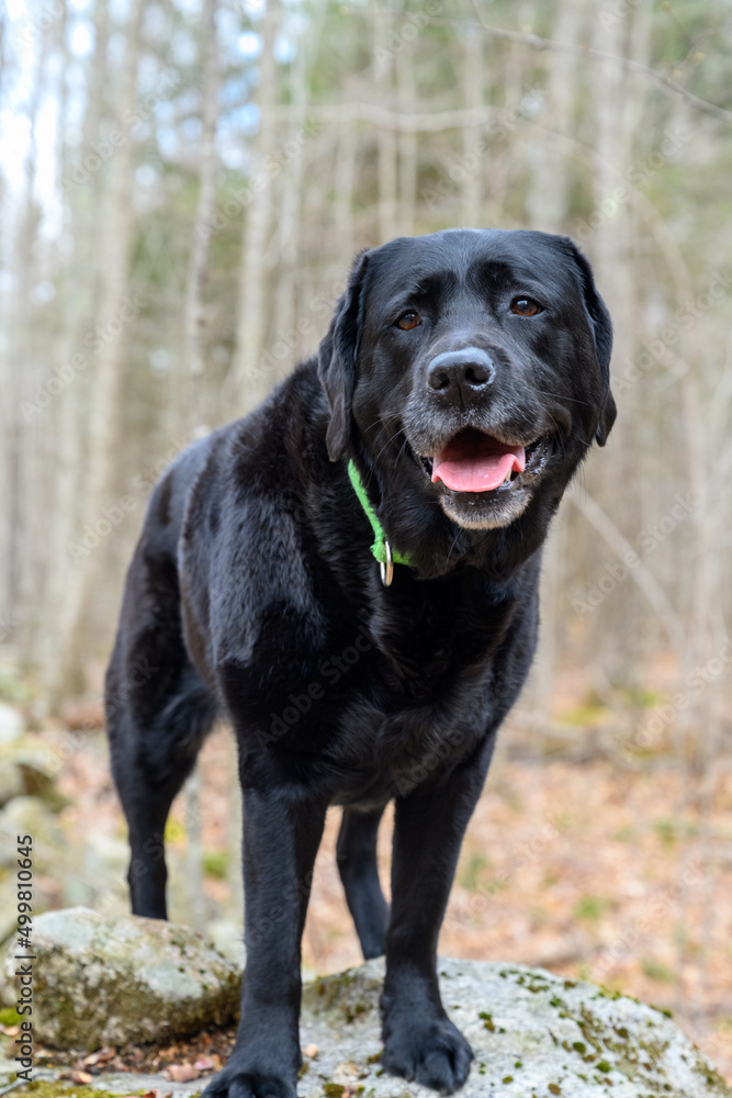 A photograph of a sole black lab dog 