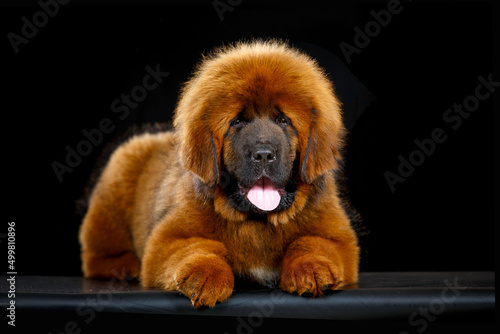 Cute Tibetan mastiff puppy