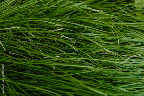 Green grass and leaves as background. Structure of plants and stems. Symbol summer plant, eco natural, growth.